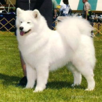 萨摩耶犬,雪域精灵的温婉与忠诚
