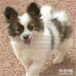 蝴蝶犬价格,品种、血统与地区差异全面解读
